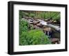 Lupine Along Jacobsen Creek in the Pioneer Range of Montana, USA-Chuck Haney-Framed Photographic Print