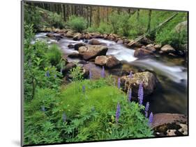 Lupine Along Jacobsen Creek in the Pioneer Range of Montana, USA-Chuck Haney-Mounted Photographic Print