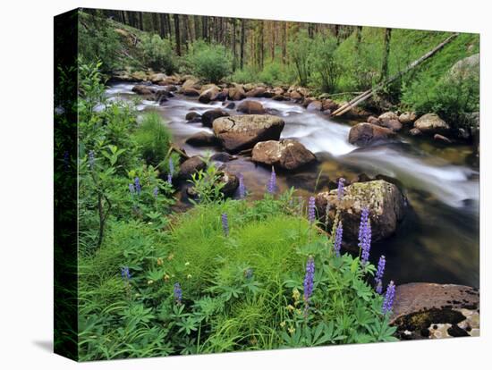 Lupine Along Jacobsen Creek in the Pioneer Range of Montana, USA-Chuck Haney-Stretched Canvas