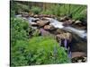 Lupine Along Jacobsen Creek in the Pioneer Range of Montana, USA-Chuck Haney-Stretched Canvas