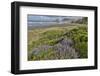 Lupine along southern Oregon coastline near Cape Sebastian State Scenic Corridor-Darrell Gulin-Framed Photographic Print