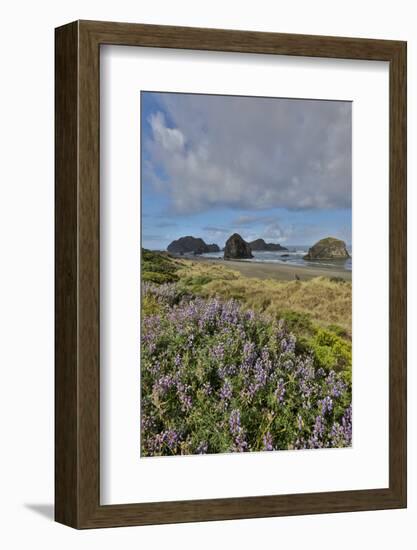 Lupine along southern Oregon coastline near Cape Sebastian State Scenic Corridor-Darrell Gulin-Framed Photographic Print