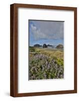 Lupine along southern Oregon coastline near Cape Sebastian State Scenic Corridor-Darrell Gulin-Framed Photographic Print