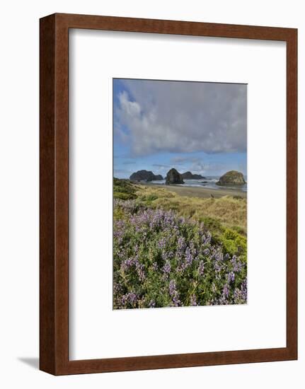 Lupine along southern Oregon coastline near Cape Sebastian State Scenic Corridor-Darrell Gulin-Framed Photographic Print