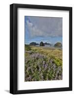 Lupine along southern Oregon coastline near Cape Sebastian State Scenic Corridor-Darrell Gulin-Framed Photographic Print