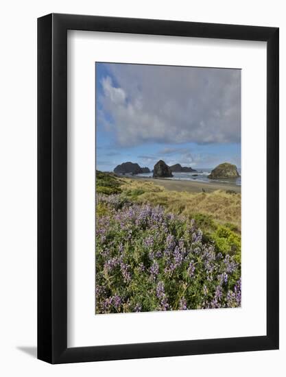 Lupine along southern Oregon coastline near Cape Sebastian State Scenic Corridor-Darrell Gulin-Framed Photographic Print