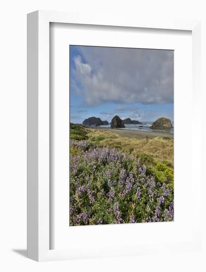 Lupine along southern Oregon coastline near Cape Sebastian State Scenic Corridor-Darrell Gulin-Framed Photographic Print