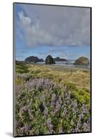 Lupine along southern Oregon coastline near Cape Sebastian State Scenic Corridor-Darrell Gulin-Mounted Photographic Print