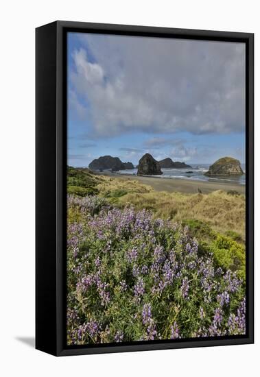 Lupine along southern Oregon coastline near Cape Sebastian State Scenic Corridor-Darrell Gulin-Framed Stretched Canvas