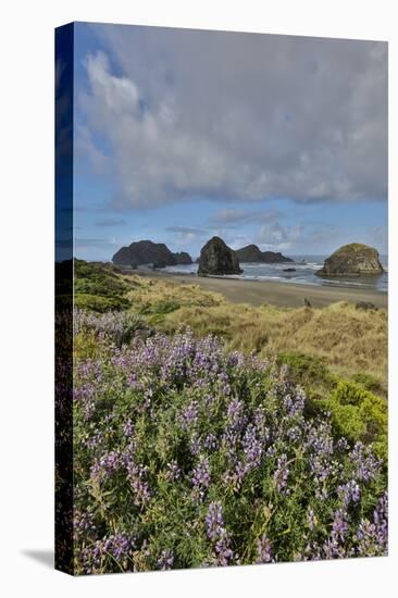 Lupine along southern Oregon coastline near Cape Sebastian State Scenic Corridor-Darrell Gulin-Stretched Canvas