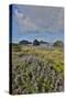 Lupine along southern Oregon coastline near Cape Sebastian State Scenic Corridor-Darrell Gulin-Stretched Canvas