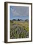 Lupine along southern Oregon coastline near Cape Sebastian State Scenic Corridor-Darrell Gulin-Framed Photographic Print