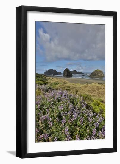 Lupine along southern Oregon coastline near Cape Sebastian State Scenic Corridor-Darrell Gulin-Framed Photographic Print