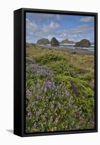 Lupine along southern Oregon coastline near Cape Sebastian State Scenic Corridor-Darrell Gulin-Framed Stretched Canvas