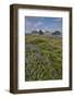 Lupine along southern Oregon coastline near Cape Sebastian State Scenic Corridor-Darrell Gulin-Framed Photographic Print