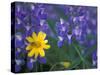 Lupine and Arnica, Olympic National Park, Washington, USA-Darrell Gulin-Stretched Canvas