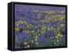 Lupine and Balsamroot on Hillsides, Dulles, Washington, USA-Darrell Gulin-Framed Stretched Canvas