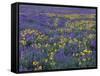 Lupine and Balsamroot on Hillsides, Dulles, Washington, USA-Darrell Gulin-Framed Stretched Canvas