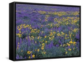 Lupine and Balsamroot on Hillsides, Dulles, Washington, USA-Darrell Gulin-Framed Stretched Canvas