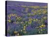 Lupine and Balsamroot on Hillsides, Dulles, Washington, USA-Darrell Gulin-Stretched Canvas