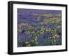 Lupine and Balsamroot on Hillsides, Dulles, Washington, USA-Darrell Gulin-Framed Photographic Print