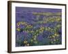 Lupine and Balsamroot on Hillsides, Dulles, Washington, USA-Darrell Gulin-Framed Photographic Print