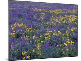 Lupine and Balsamroot on Hillsides, Dulles, Washington, USA-Darrell Gulin-Mounted Photographic Print