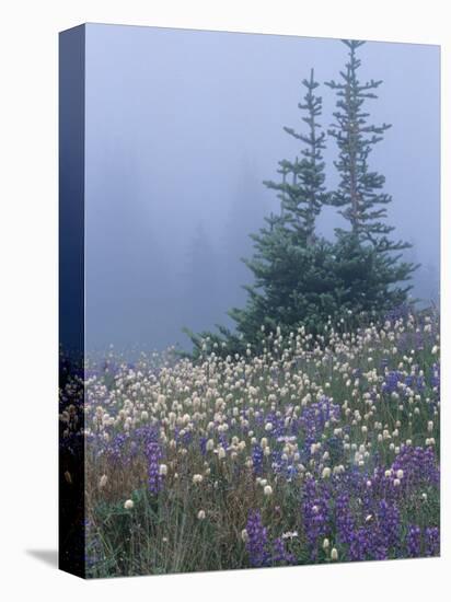 Lupine and Bistort Meadow, Hurricane Ridge, Olympic National Park, Washington, USA-Jamie & Judy Wild-Stretched Canvas