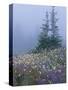 Lupine and Bistort Meadow, Hurricane Ridge, Olympic National Park, Washington, USA-Jamie & Judy Wild-Stretched Canvas