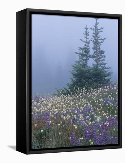 Lupine and Bistort Meadow, Hurricane Ridge, Olympic National Park, Washington, USA-Jamie & Judy Wild-Framed Stretched Canvas