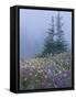 Lupine and Bistort Meadow, Hurricane Ridge, Olympic National Park, Washington, USA-Jamie & Judy Wild-Framed Stretched Canvas