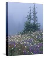 Lupine and Bistort Meadow, Hurricane Ridge, Olympic National Park, Washington, USA-Jamie & Judy Wild-Stretched Canvas