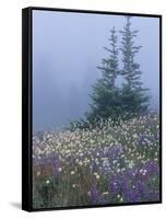Lupine and Bistort Meadow, Hurricane Ridge, Olympic National Park, Washington, USA-Jamie & Judy Wild-Framed Stretched Canvas