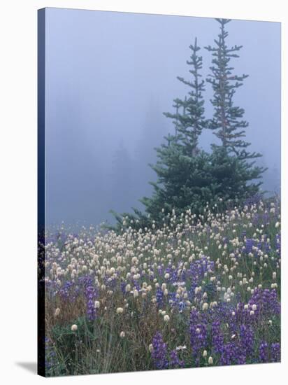 Lupine and Bistort Meadow, Hurricane Ridge, Olympic National Park, Washington, USA-Jamie & Judy Wild-Stretched Canvas