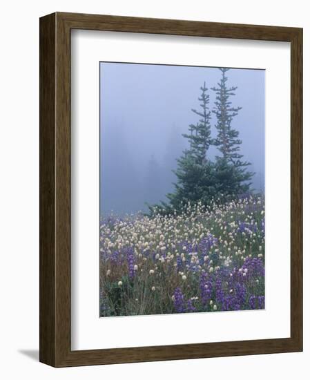 Lupine and Bistort Meadow, Hurricane Ridge, Olympic National Park, Washington, USA-Jamie & Judy Wild-Framed Photographic Print