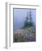 Lupine and Bistort Meadow, Hurricane Ridge, Olympic National Park, Washington, USA-Jamie & Judy Wild-Framed Photographic Print