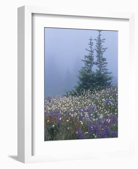 Lupine and Bistort Meadow, Hurricane Ridge, Olympic National Park, Washington, USA-Jamie & Judy Wild-Framed Photographic Print