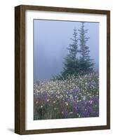 Lupine and Bistort Meadow, Hurricane Ridge, Olympic National Park, Washington, USA-Jamie & Judy Wild-Framed Photographic Print