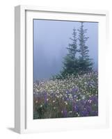 Lupine and Bistort Meadow, Hurricane Ridge, Olympic National Park, Washington, USA-Jamie & Judy Wild-Framed Photographic Print