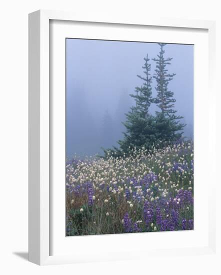 Lupine and Bistort Meadow, Hurricane Ridge, Olympic National Park, Washington, USA-Jamie & Judy Wild-Framed Photographic Print