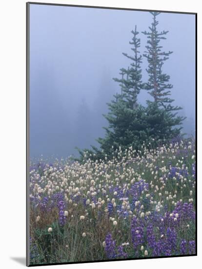 Lupine and Bistort Meadow, Hurricane Ridge, Olympic National Park, Washington, USA-Jamie & Judy Wild-Mounted Photographic Print