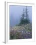 Lupine and Bistort Meadow, Hurricane Ridge, Olympic National Park, Washington, USA-Jamie & Judy Wild-Framed Photographic Print