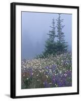 Lupine and Bistort Meadow, Hurricane Ridge, Olympic National Park, Washington, USA-Jamie & Judy Wild-Framed Photographic Print