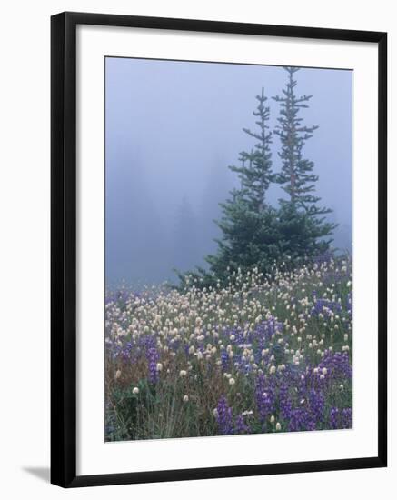 Lupine and Bistort Meadow, Hurricane Ridge, Olympic National Park, Washington, USA-Jamie & Judy Wild-Framed Photographic Print