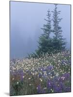 Lupine and Bistort Meadow, Hurricane Ridge, Olympic National Park, Washington, USA-Jamie & Judy Wild-Mounted Photographic Print