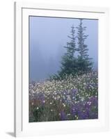 Lupine and Bistort Meadow, Hurricane Ridge, Olympic National Park, Washington, USA-Jamie & Judy Wild-Framed Photographic Print