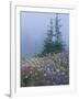 Lupine and Bistort Meadow, Hurricane Ridge, Olympic National Park, Washington, USA-Jamie & Judy Wild-Framed Photographic Print