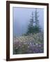 Lupine and Bistort Meadow, Hurricane Ridge, Olympic National Park, Washington, USA-Jamie & Judy Wild-Framed Photographic Print