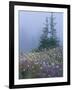 Lupine and Bistort Meadow, Hurricane Ridge, Olympic National Park, Washington, USA-Jamie & Judy Wild-Framed Photographic Print