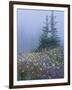 Lupine and Bistort Meadow, Hurricane Ridge, Olympic National Park, Washington, USA-Jamie & Judy Wild-Framed Photographic Print